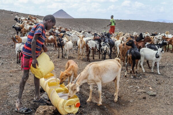 A child collects water from a well to quench livestock amid water shortage caused by prolonged drought in Lopii Village, Turkana County, Kenya, Monday, Feb. 9, 2026. (AP Photo/Patrick Ngugi)