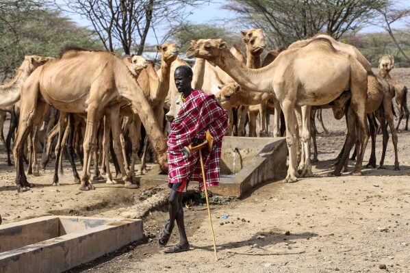 A man stands at a watering point with his camels, as residents rely on aid from World Vision and the World Food Programme in Turkana County, Kenya, Sunday, Feb. 8, 2026. (AP Photo/Patrick Ngugi)