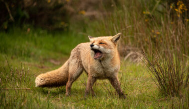 What Does the Fox Really Say? The Haunting Name of Its Nighttime Cry Revealed