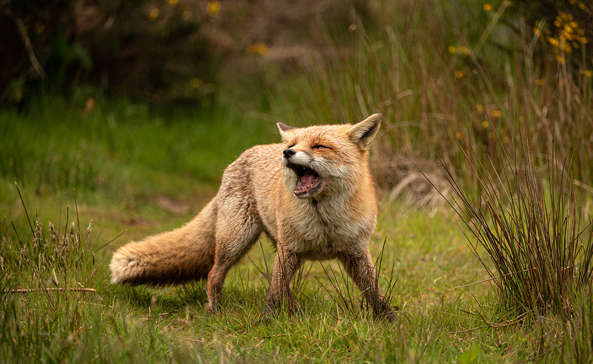 What Does the Fox Really Say? The Haunting Name of Its Nighttime Cry Revealed