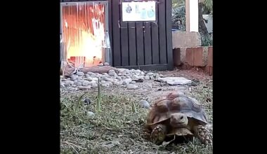 Have You Seen This? Tortoise narrowly escapes blaze