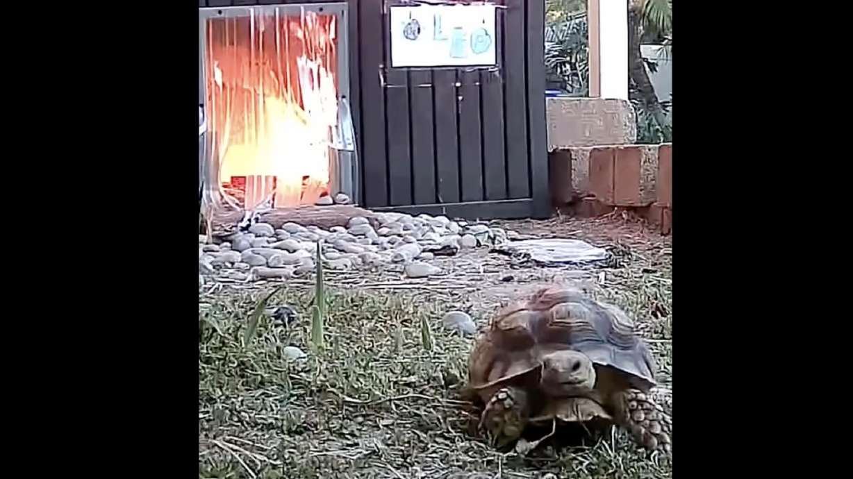 Have You Seen This? Tortoise narrowly escapes blaze