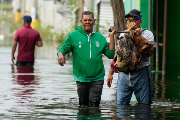 Residents transport chickens after the Sinu River overflowed in Monteria, Colombia, Feb. 10, 2026. (AP Photo/Fernando Vergara, File)