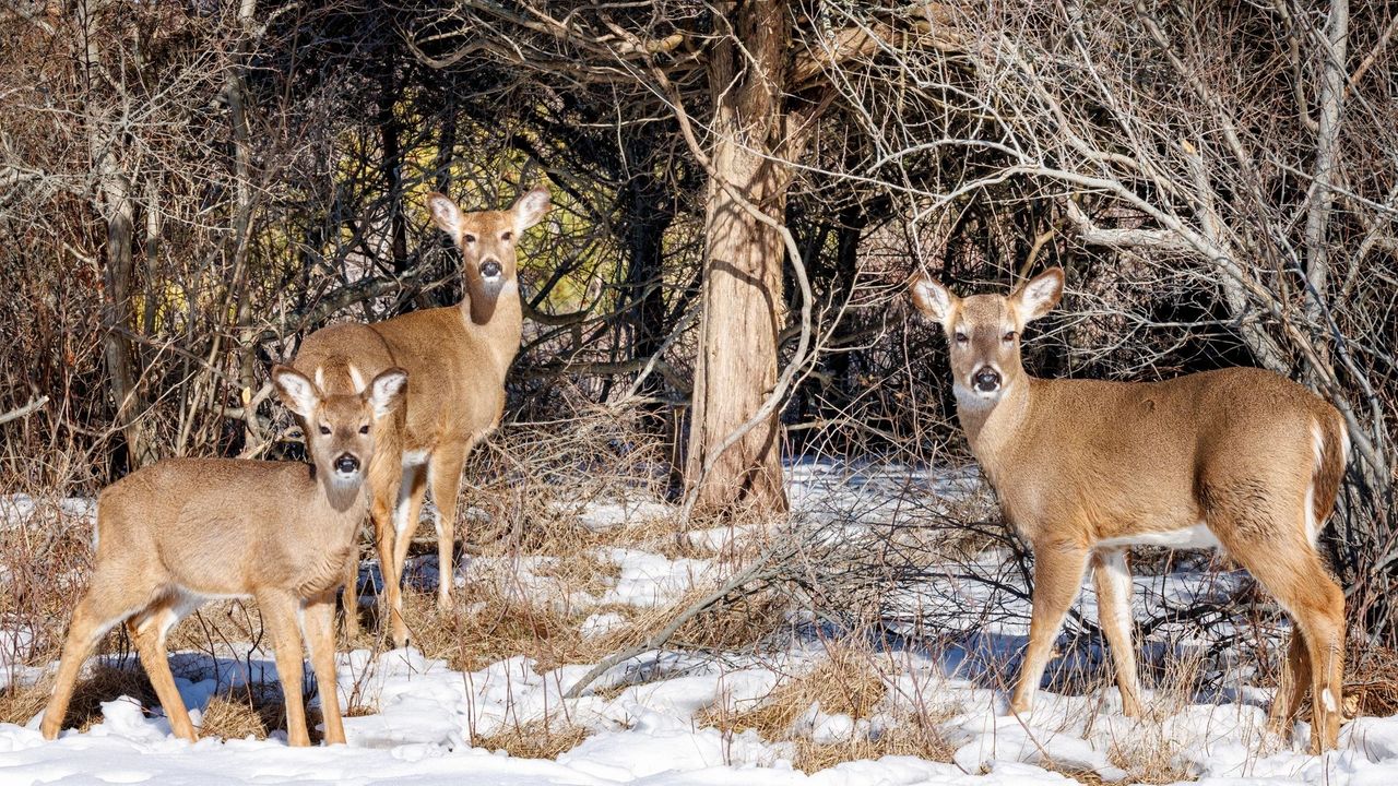 Rough winter for wildlife: How animals on Long Island have endured the cold and snow