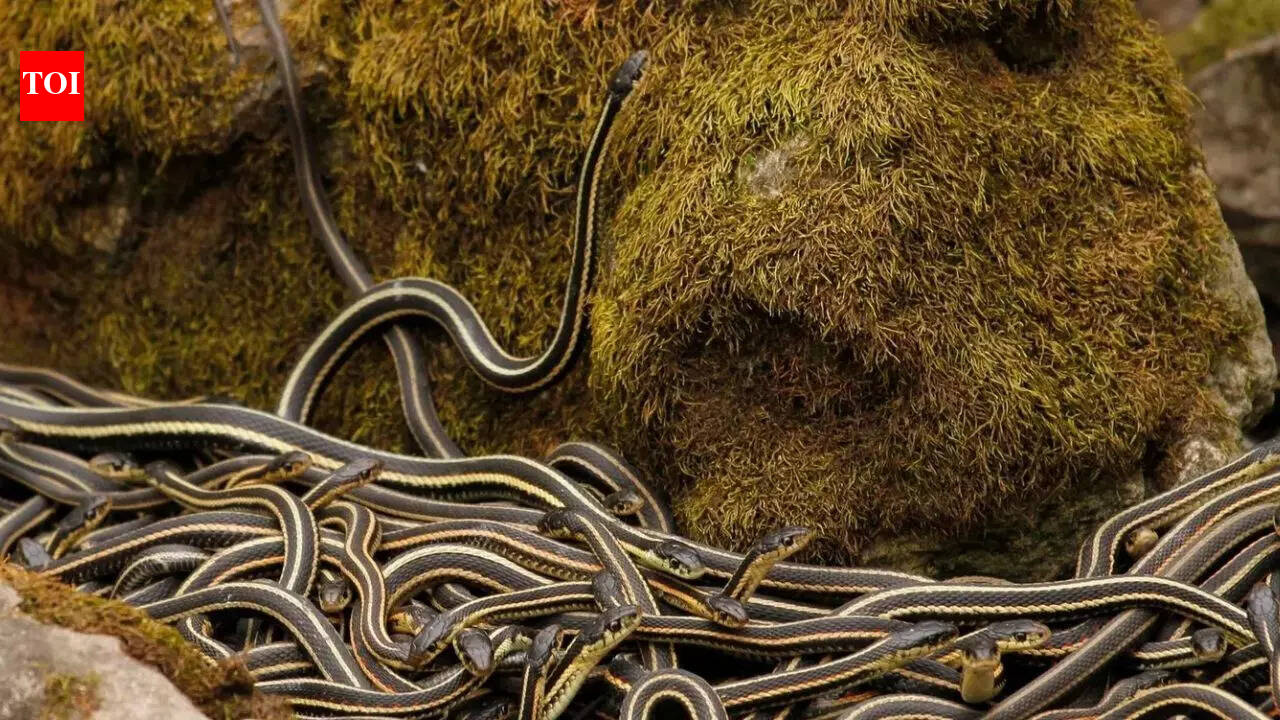 World’s largest snake den in Canada: Over 100,000 red-sided garter snakes come alive every spring | World News