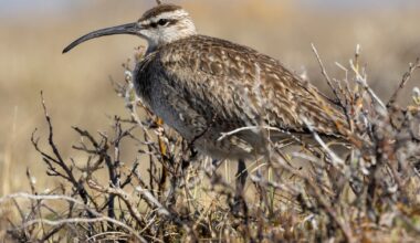 The story of the Alaska lovebirds that go their own way