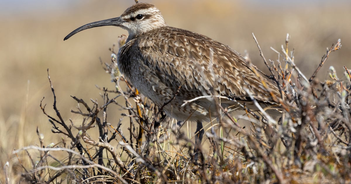 The story of the Alaska lovebirds that go their own way