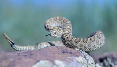5 Rattlesnake Hotspots In Texas