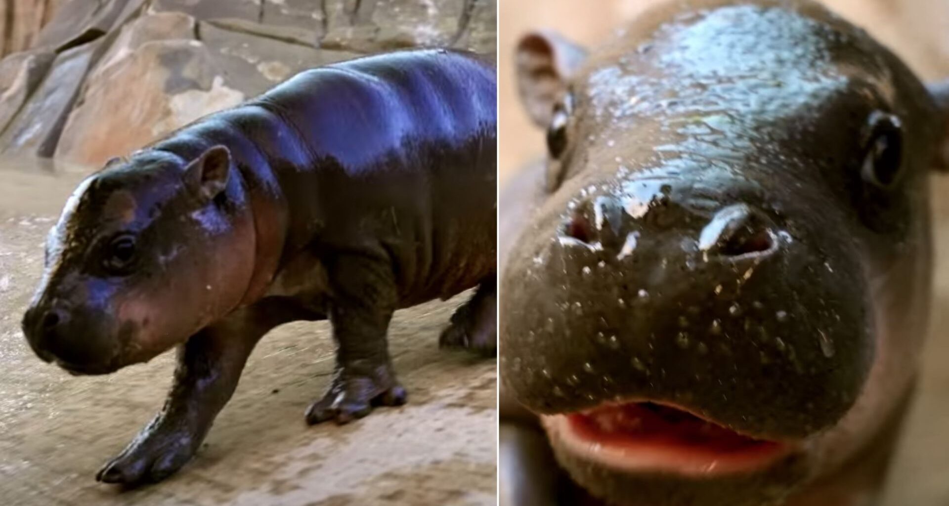 Wildlife World Zoo welcomes baby pygmy hippopotamus to Arizona