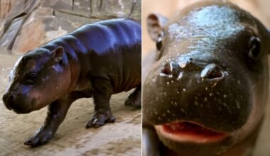 Wildlife World Zoo welcomes baby pygmy hippopotamus to Arizona