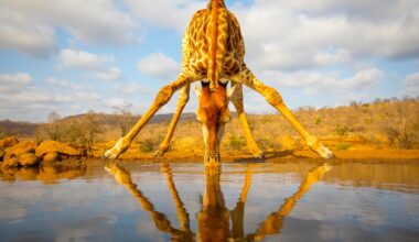 What Truly Makes Giraffes Extraordinary Isn’t Their Necks—It’s the Jaw-Dropping Feature Everyone Overlooks