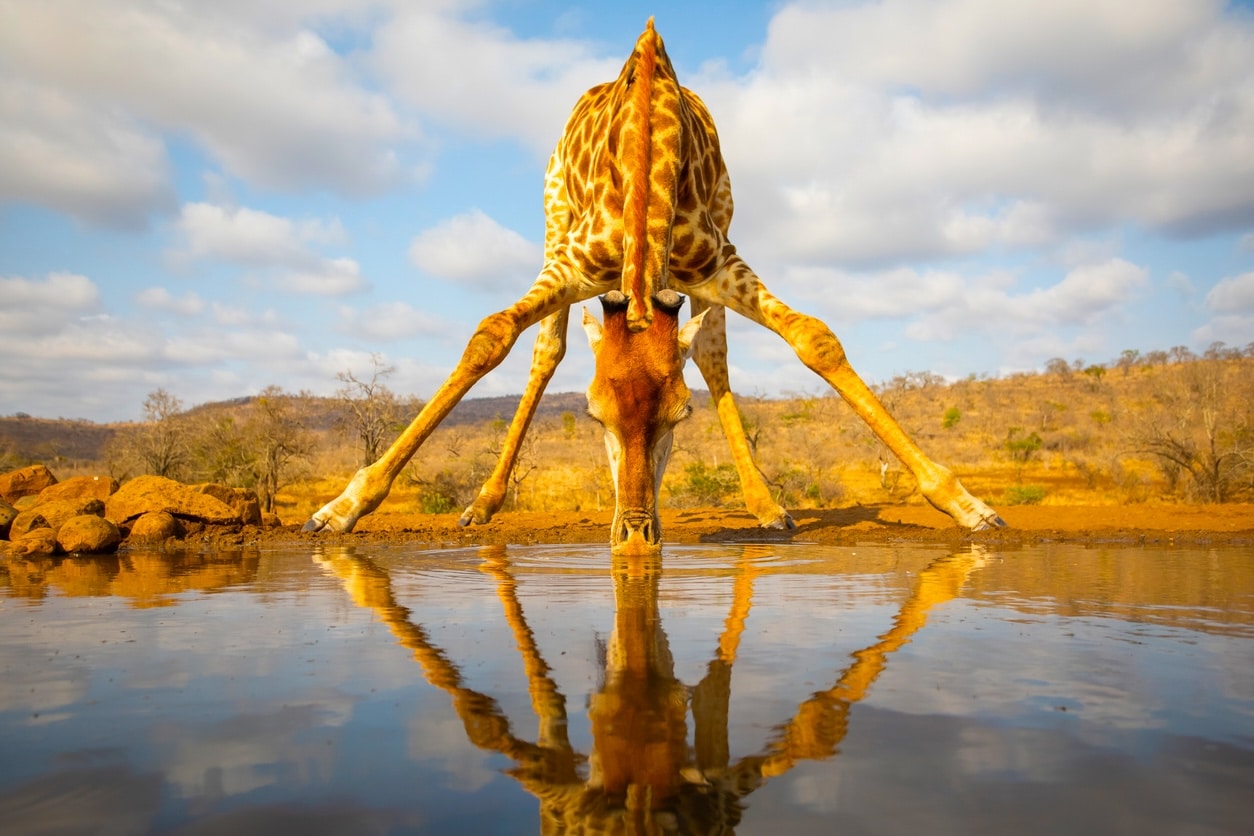 What Truly Makes Giraffes Extraordinary Isn’t Their Necks—It’s the Jaw-Dropping Feature Everyone Overlooks