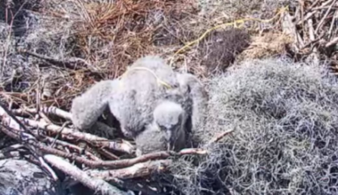 Reports of baby eagle caught in fishing line on Kisatchie livestream