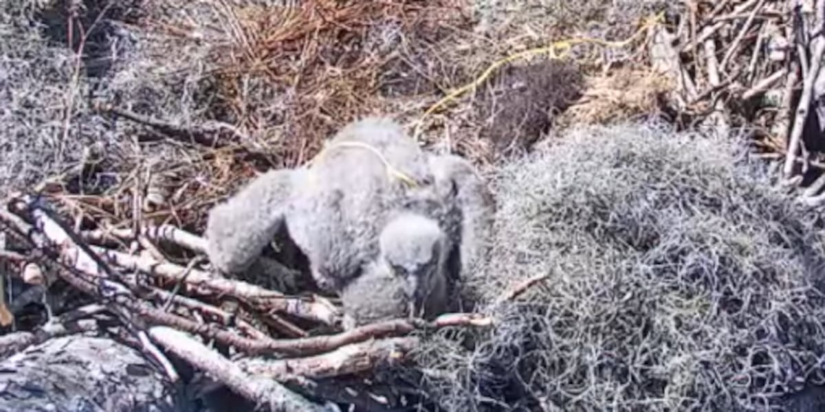 Reports of baby eagle caught in fishing line on Kisatchie livestream