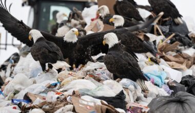 Anchorage’s landfill is a magnet for bald eagles each winter. It’s one reason to think about trash differently, officials say.