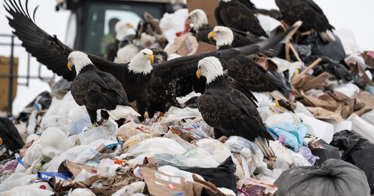 Anchorage’s landfill is a magnet for bald eagles each winter. It’s one reason to think about trash differently, officials say.