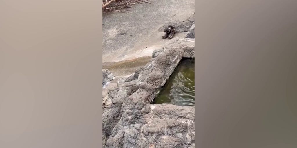 Baby monkey carries faithful stuffed companion everywhere he goes, drawing crowds at zoo - Fox News