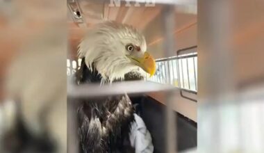 NYPD officers rescue bald eagle floating on ice in Hudson River - Fox News