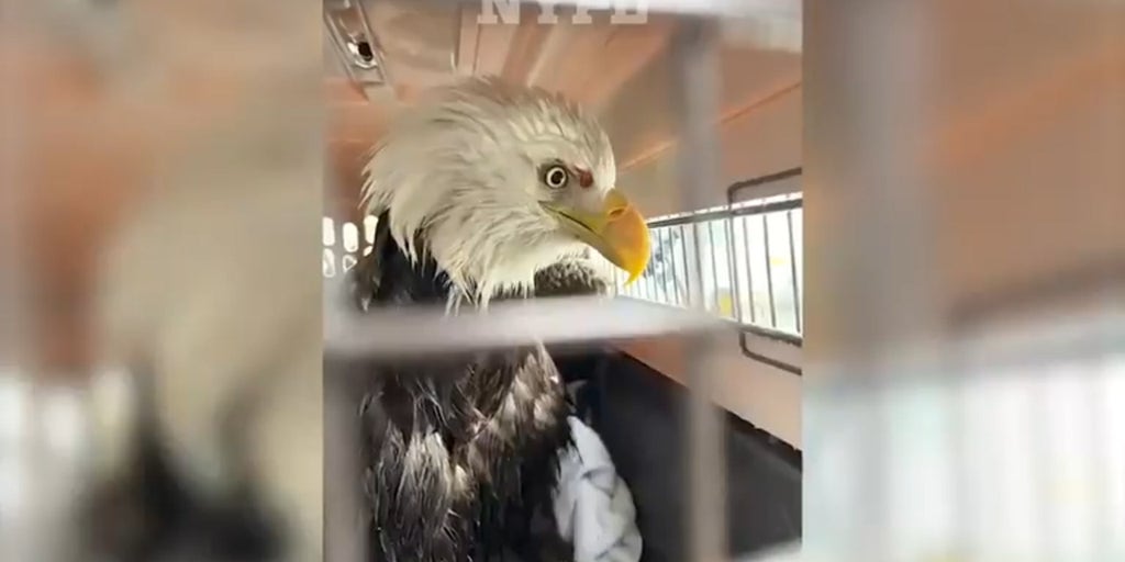 NYPD officers rescue bald eagle floating on ice in Hudson River - Fox News
