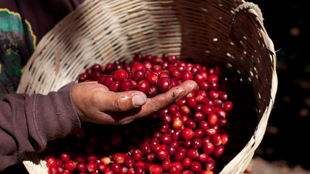 Coffee producers across the world are facing more crop-damaging heat, new climate change analysis says