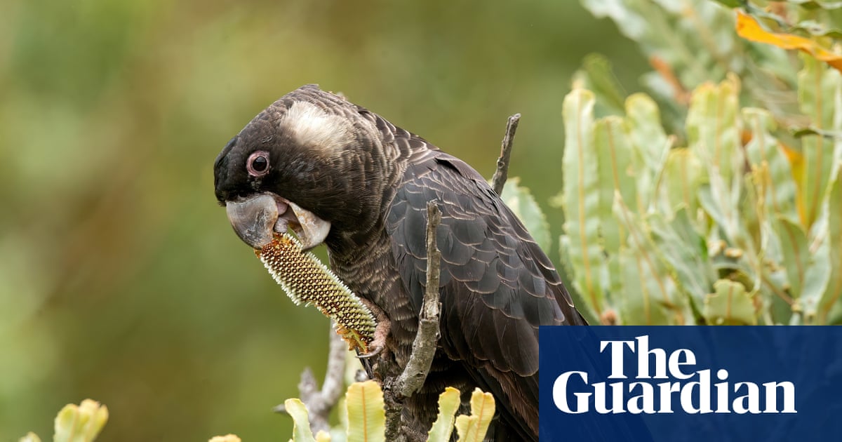 Property developers spark anger over plan to clear woodland home to Baudin’s and Carnaby’s black cockatoos | Endangered habitats