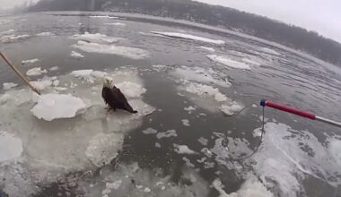 Bald eagle saved by NYPD from Hudson River ice is in critical condition, bird rescue says
