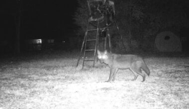 Increased coyote sightings in Longview lead to growing caution for public safety