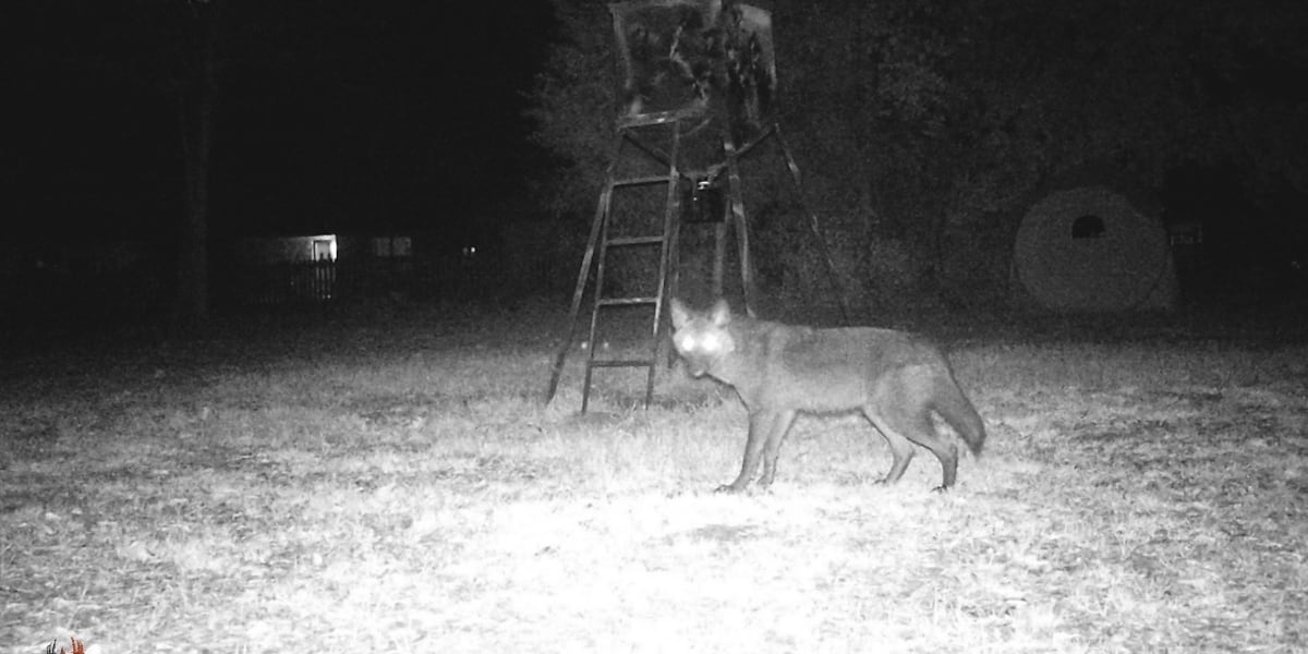 Increased coyote sightings in Longview lead to growing caution for public safety