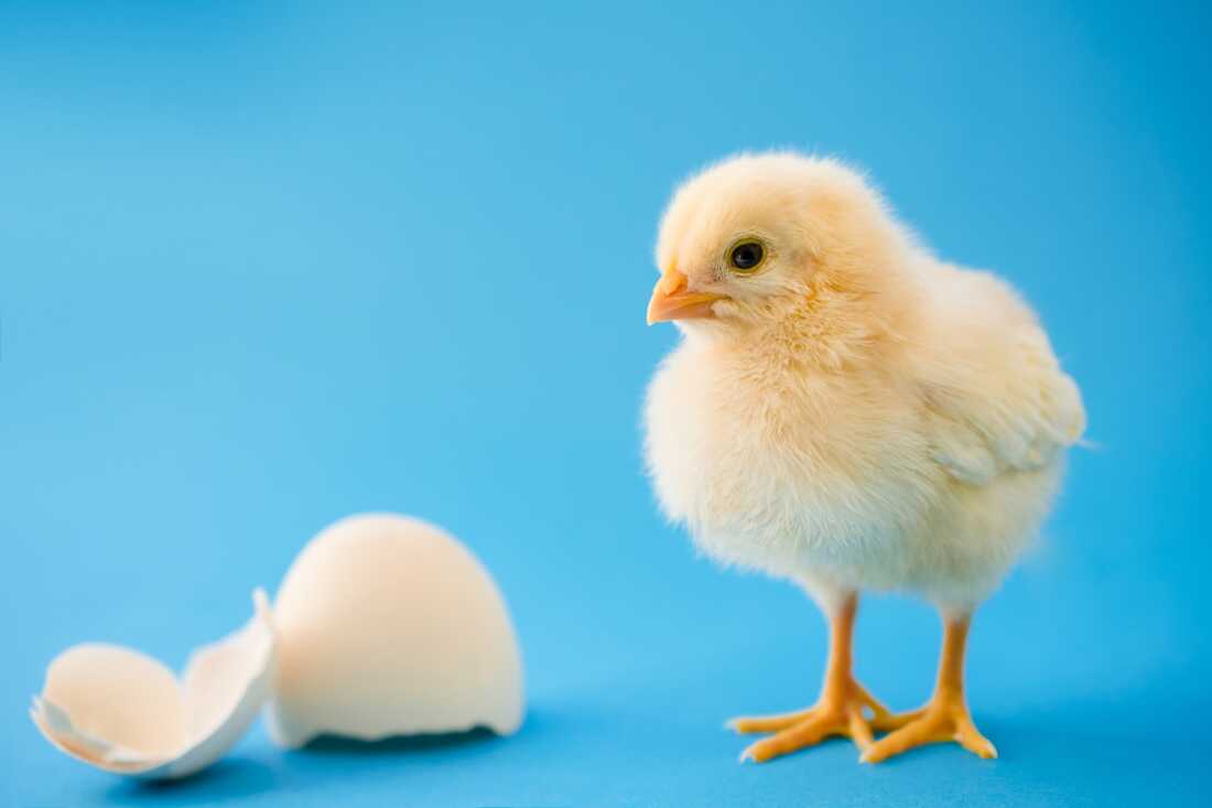 Baby chickens appear to react similarly to humans when tested for something called the “bouba-kiki effect,” which links certain sounds to certain shapes.