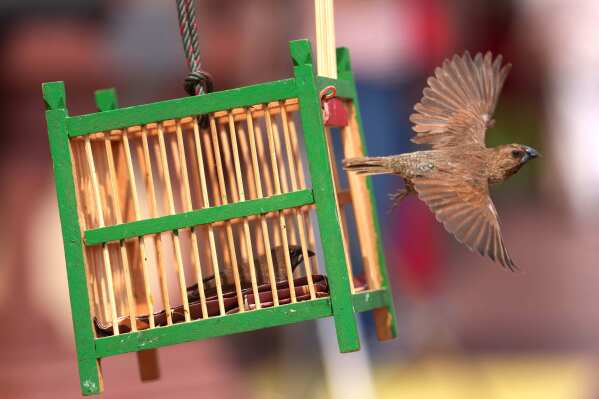 A bird is freed from a cage for good luck during Chinese Lunar New Year in Bangkok, Thailand, Feb. 17, 2026. (AP Photo/Sakchai Lalit, File)