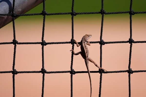 An anole climbs on the batting cage netting during a Minnesota Twins spring training baseball workout in Fort Myers, Fla., Feb. 16, 2026. (AP Photo/Gerald Herbert, File)