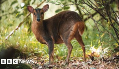 Deer culling to be made easier to protect trees and crops - BBC