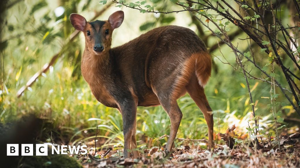 Deer culling to be made easier to protect trees and crops - BBC