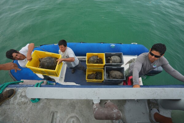Galapagos National Park rangers unload juvenile giant tortoises on Floreana Island after transporting them from a breeding center in Santa Cruz as part of a project to reintroduce the Floreana giant tortoise to its native island in the Galapagos Islands, Ecuador, Thursday, Feb. 19, 2026. (AP Photo/Dolores Ochoa)