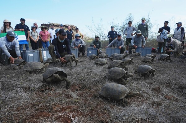 Juvenile giant tortoises are released on Floreana Island as part of a project to reintroduce the species to its native habitat in the Galapagos Islands, Ecuador, Friday, Feb. 20, 2026. (AP Photo/Dolores Ochoa)