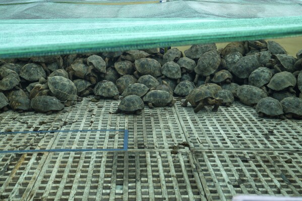 Juvenile giant tortoises are loaded onto a boat on Santa Cruz for transport to Floreana Island for release as part of a project to reintroduce the Floreana giant tortoise to its native island in the Galapagos Islands, Ecuador, Thursday, Feb. 19, 2026. (AP Photo/Dolores Ochoa)