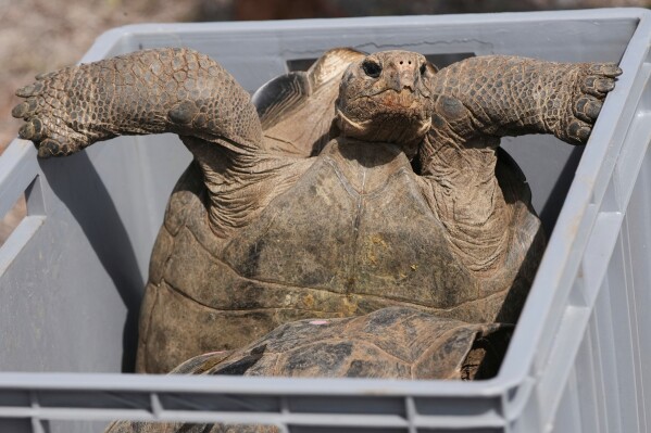 A juvenile giant tortoise sits in a box before its release on Floreana Island as part of a project to reintroduce the species to its native habitat in the Galapagos Islands, Ecuador, Friday, Feb. 20, 2026. (AP Photo/Dolores Ochoa)