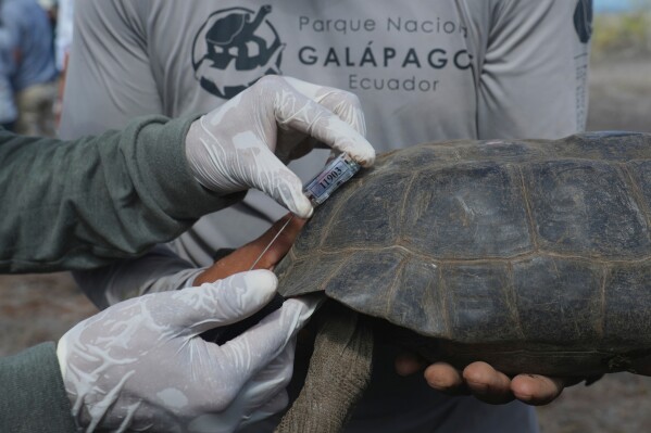 Galapagos National Park rangers attach a tracking device to a juvenile giant tortoise before its release on Floreana Island as part of a project to reintroduce the species to its native habitat in the Galapagos Islands, Ecuador, Friday, Feb. 20, 2026. (AP Photo/Dolores Ochoa)