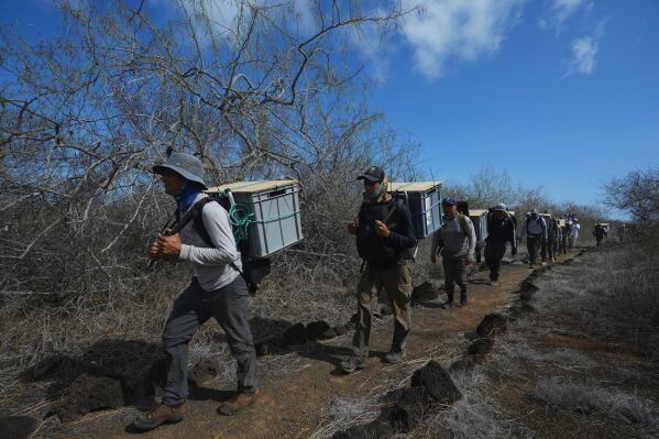 Galapagos National Park rangers carry juvenile giant tortoises up a hill for release on Floreana Island as part of a project to reintroduce the species to its native habitat in the Galapagos Islands, Ecuador, Friday, Feb. 20, 2026. (AP Photo/Dolores Ochoa)