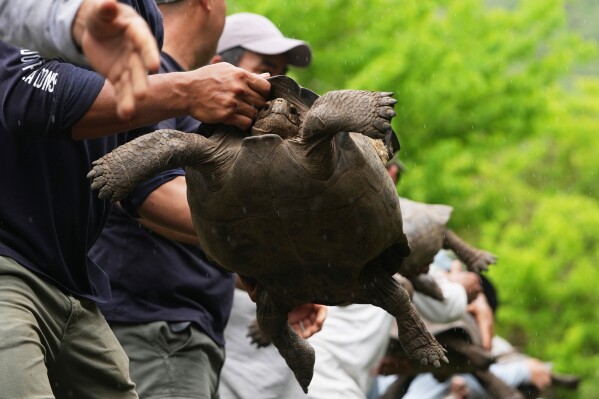 Galapagos National Park rangers unload juvenile giant tortoises on Floreana Island after transporting them from a breeding center in Santa Cruz Island, for release as part of a project to reintroduce the species to its native island in the Galapagos Islands, Ecuador, Thursday, Feb. 19, 2026. (AP Photo/Dolores Ochoa)