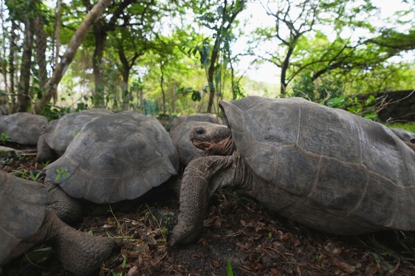 Juvenile giant tortoises walk on Floreana Island after being transported from a breeding center on Santa Cruz for release as part of a project to reintroduce the Floreana giant tortoise to its native island in the Galapagos Islands, Ecuador, Thursday, Feb. 19, 2026.(AP Photo/Dolores Ochoa)