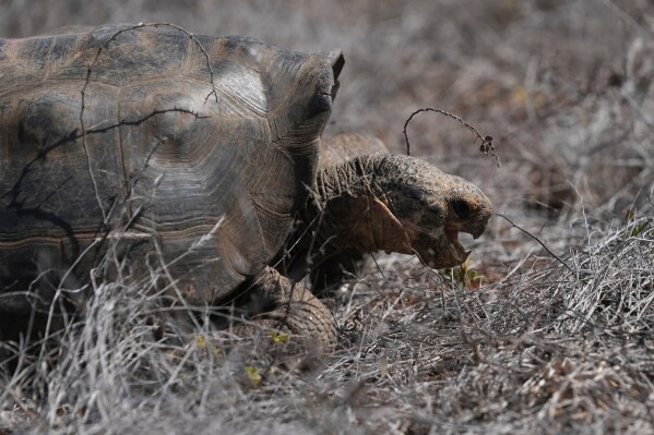 A juvenile giant tortoise walks away after being released on Floreana Island as part of a project to reintroduce the Floreana giant tortoise to its native island in the Galapagos Islands, Ecuador, Friday, Feb. 20, 2026. (AP Photo/Dolores Ochoa)
