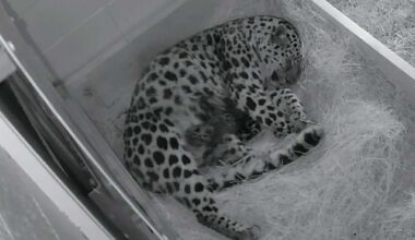 Mama leopard gives birth to 2 cubs at Utah's Hogle Zoo