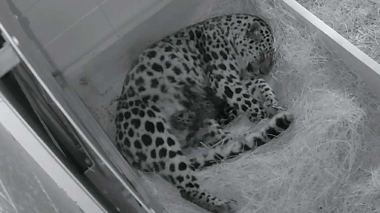 Mama leopard gives birth to 2 cubs at Utah's Hogle Zoo