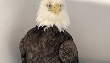 Bald eagle rescued from Hudson River ice is doing better, but not out of the woods