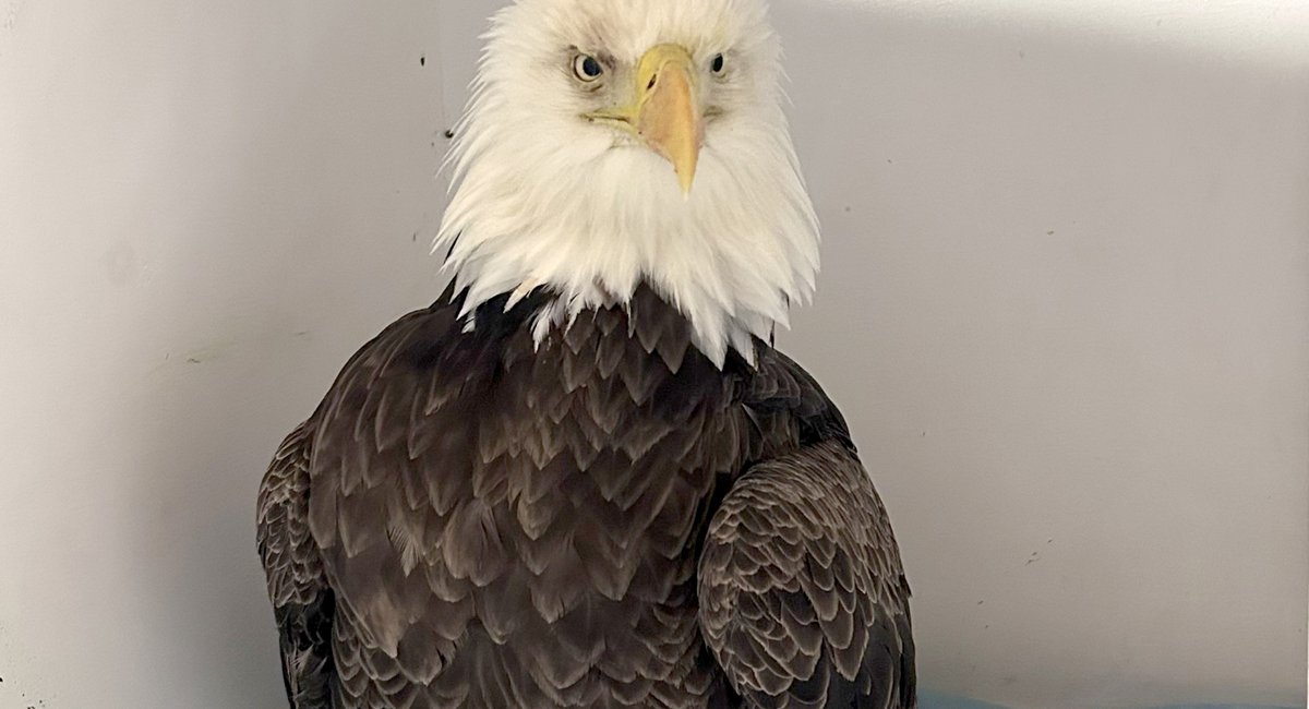 Bald eagle rescued from Hudson River ice is doing better, but not out of the woods