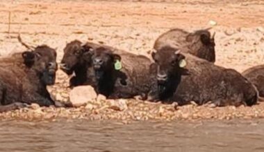 Buffalo wander onto federal land near Clarks Hill Lake