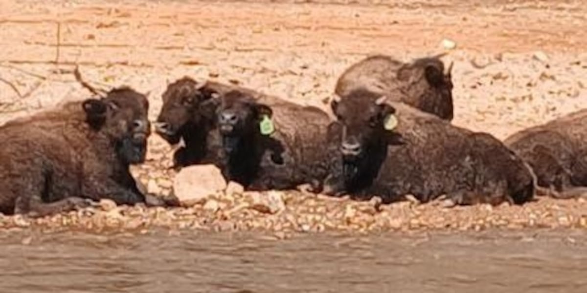 Buffalo wander onto federal land near Clarks Hill Lake