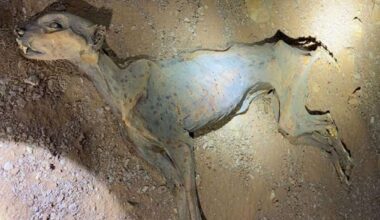 Scientists extracted DNA from mummified cheetah remains and made a surprising discovery