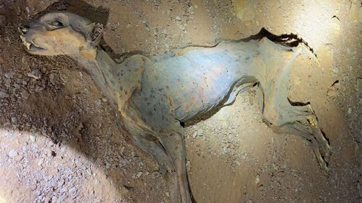 Scientists extracted DNA from mummified cheetah remains and made a surprising discovery